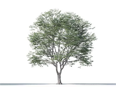 Lush Green Leafy Arbor With Sturdy Trunk And Dense Canopy Structure 3d model