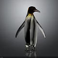 Standing Penguin with Black and White Body and Yellow Head Patch Against Gray Background