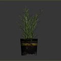 Green Plant with Slender Green Leaves in Black Bucket Featuring Yellow Stripes against Gray Background