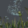 Large Blue Dandelion With Smaller Dandelions And Green Grass In Gray Sky With Stars
