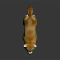 Cute Brown and White Shiba Inu Standing on Dark Background with Reflection