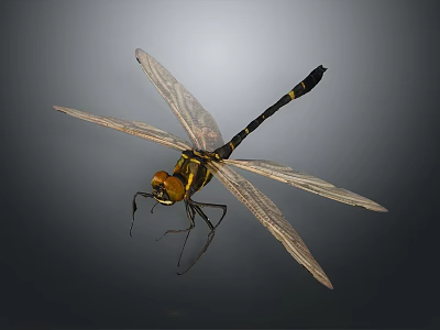 Detailed Dragonfly With Yellow Head Black Yellow Body And Transparent Wings On Gray Background 3d model