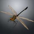 Detailed Dragonfly With Yellow Head Black Yellow Body And Transparent Wings On Gray Background