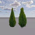 Two Green Conical Arborvitae Trees With Lush Foliage In Blue Background 3d model