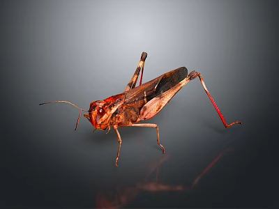 Grasshopper Featuring Brown And Red Body Long Legs On Dark Background With Surface Reflection 3d model
