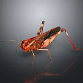 Grasshopper Featuring Brown And Red Body Long Legs On Dark Background With Surface Reflection 3d model