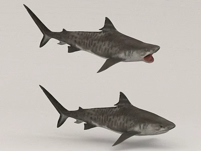 Aquatic Animals Two Striped Sharks Swimming With Open Mouth Features 3d model