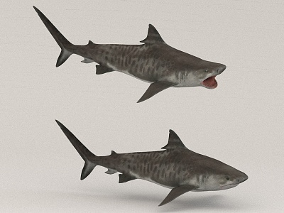 shark marine animal model