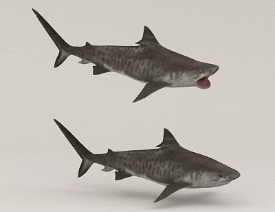 Aquatic Animals Two Striped Sharks Swimming With Open Mouth Features 3d model