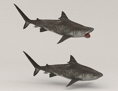 shark marine animal 3d model