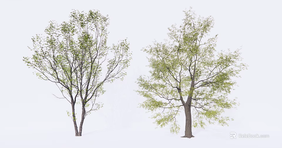 Two Arbor Trees With Green Leaves And Branches On White Background 3d model 