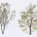Two Arbor Trees With Green Leaves And Branches On White Background 3d model