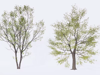 Two Arbor Trees With Green Leaves And Branches On White Background 3d model