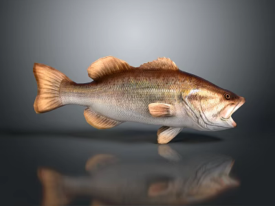 Detailed 3D Rendered Largemouth Bass Fish With Open Mouth Brown White Fins Tail 3d model