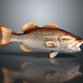 Detailed 3D Rendered Largemouth Bass Fish With Open Mouth Brown White Fins Tail