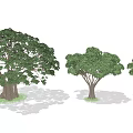 Different Arbor Sizes With Detailed Leaf Structures Showcasing Multiple Tree Varieties And Models 3d model