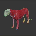 Detailed 3D Dog Anatomy Model Showing Skeleton Muscles And Internal Organs