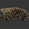Vibrant Aquatic Animals Thriving In Natural Orange White Honeycomb Coral Structure