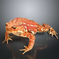 Detailed Red Brown Toad With White Spots Sitting On Reflective Surface 3d model