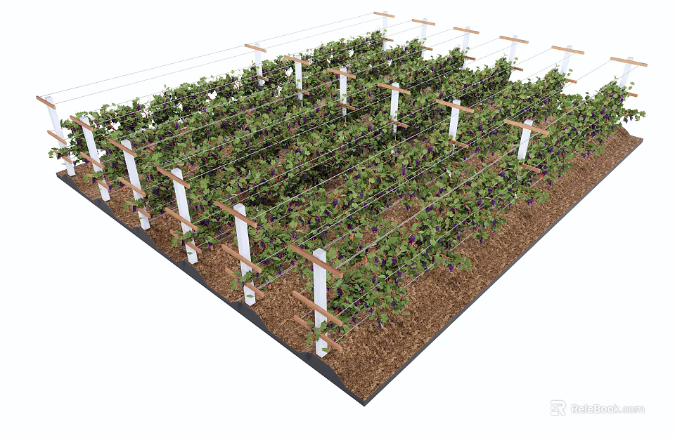 Rural Landscape With Neatly Arranged Vines On White Support Posts And Soil Ground 3d model 