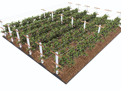 Crops Farmland Vineyard Vine Farm 3d model