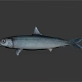 Silver Shiny Fish On Dark Background With Reflection And Marine Features