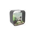 Square Black Fish Tank Aquarium With Aquatic Plants Stones And Betta Fish