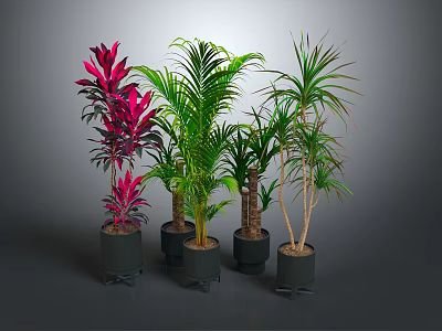 Various Potted Plants With Green And Red Leaves In Black Pots 3d model