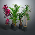 Various Potted Plants With Green And Red Leaves In Black Pots