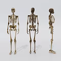 Anatomical Human Skeleton Models Medical Device for Education with Front Back Side Views 3d model