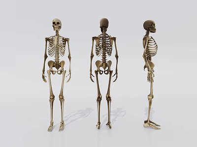 modern human body human skeleton 3d model