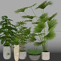 Various Green Potted Plants With Different Material Pots For Indoor Decoration 3d model