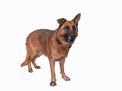 Brown German Shepherd Dog Standing Alert With Collar On White Background 3d model