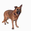 Brown German Shepherd Dog Standing Alert With Collar On White Background