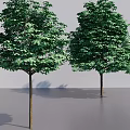 Two Trees Featuring Green Leaves And Brown Trunks On Gray Background 3d model