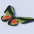Vibrant Butterfly With Green Black And Red Wings Isolated On White Background