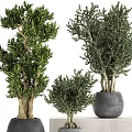 Bonsai Potted Plants With Various Sizes Green Foliage And Gray Pots Displayed On Stands