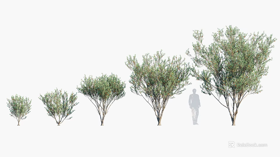 Various Sizes Of Arbor Trees With Green Foliage And Human Silhouette For Scale 3d model 