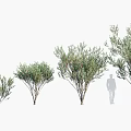 Various Sizes Of Arbor Trees With Green Foliage And Human Silhouette For Scale