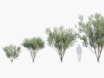 Various Sizes Of Arbor Trees With Green Foliage And Human Silhouette For Scale 3d model