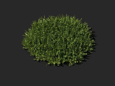 Lush Green Round Shrub With Dense Vibrant Foliage On Black Background 3d model
