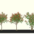 Modern landscape buttercup tree garden flowering tree 3d model