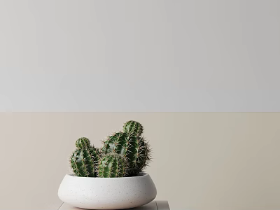 Minimalist Potted Cactus Plant In White Ceramic Pot With Light Background 3d model