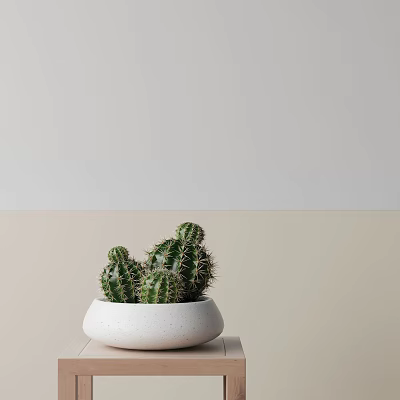 Minimalist Potted Cactus Plant In White Ceramic Pot With Light Background 3d model