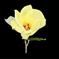 Elegant Vase With Vibrant Yellow Flower And Fresh Green Leaves On Black Background