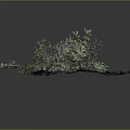 Dense Green Clustered Plants With Small Yellow Flowers On Textured Mossy Ground