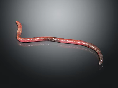 Reddish Brown Earthworm With Long Slender Body On Smooth Surface 3d model