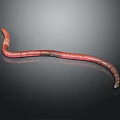 Reddish Brown Earthworm With Long Slender Body On Smooth Surface 3d model