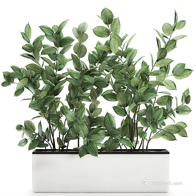 Lush Green Bonsai Potted Plant with Vibrant Leaves in Rectangular White Planter 3d model 