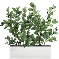 Lush Green Bonsai Potted Plant with Vibrant Leaves in Rectangular White Planter